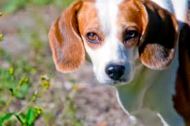 Check spelling or type a new query. 10 Awesome Beagle Rescue Groups In The U S One Green Planet