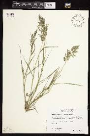 Image result for Eragrostis botryodes