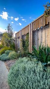 Image result for Beschorneria yuccoides