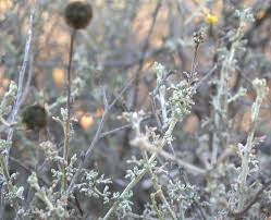 Image result for Pentzia incana