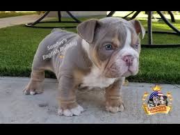 To furnish guidelines for breeders who wish to bulldogs were created for the english sport of bull baiting, practiced from approximately 1100 until 1835. Beautiful Lilac Tri Boy English Bulldog Puppy With Blue Eyes 7 Weeks Old Youtube