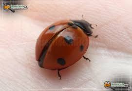 It is a european species that was introduced into the us to aid in managing some aphid pests. Seven Spotted Lady Beetle Coccinella Septempunctata