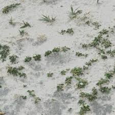 Image result for Falkia oblonga