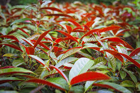 Image result for Excoecaria