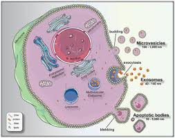 • the basic structural and functional unit of every organism is one of two types of cells • a eukaryotic cell has internal membranes that partition the cell into organelles • plant and animal cells have most of the same organelles bioflix: 30 Drag The Labels Onto The Diagram To Identify The Structures Of An Animal Cell Wiring Diagram Niche