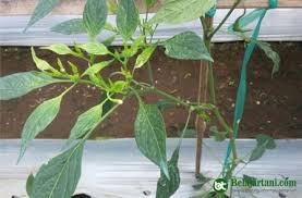 Serangan virus kuning terong pada induksi ekstrak resistensi tanaman terong terhadap penyakit virus kuning. Bisakah Penyakit Virus Pada Cabai Disembuhkan