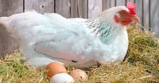 We did not find results for: Apa Perbedaan Ovipar Vivipar Dan Ovovivipar Tirto Id