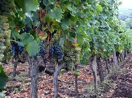 Growing backyard grapes is not difficult, but success depends upon choosing the right variety for your climate, training the vine, and pruning regularly. Where Are Grapes Grown Worldatlas