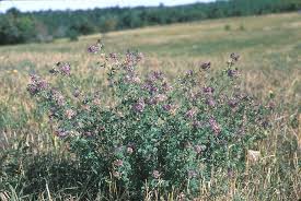 Image result for Medicago sativa