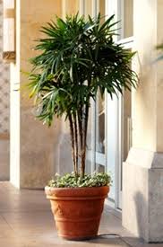 There are thousands of species within the palm family, and three of these are known for their outstanding cold hardiness. Lady Palm Tree Cold Tolerant Palms Willis Orchards