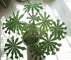 Image result for Manihot grahamii