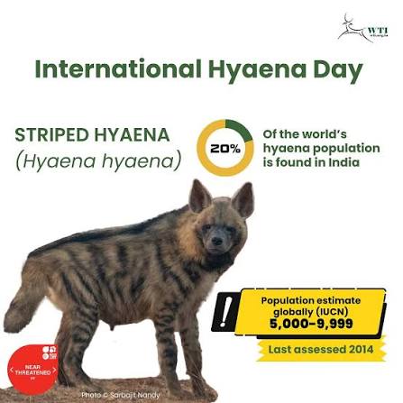Importance of hyenas on International Hyena Day