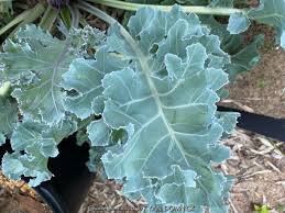 Image result for Crambe