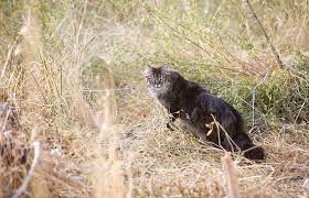 kayip kedi nasil bulunur pet ihtiyac blog