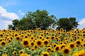 Find images of sunflower field. The Most Beautiful Sunflower Fields In The South Southern Living