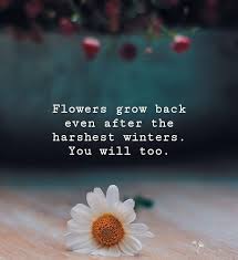Which flowers bloom in winter season. Flowers Grow Back Even After The Harshest Winters You Will Too Positivequotes Positivity Positivequotes Posit Growing Quotes Flower Quotes Winter Quotes