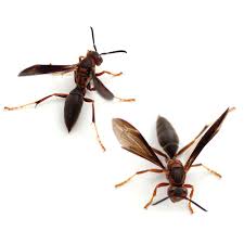 Noticeable Rise In Nh Wasps This Spring - Explained! — Monadnock Pest &  Wildlife Services