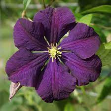 'recommended' by a popular garden magazine dec 2020. Clematis Etoile Violette