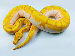 Banana Calico Enchi Woma Morph List World Of Ball Pythons Ball Python Morphs Ball Python Pet Snake