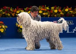 Komondor National Dog Show Dog Breeds Komondor