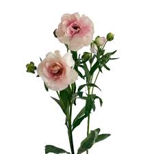 Image result for Ranunculus stagnalis