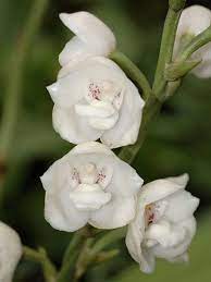 Pin On Orchids Peristeria Dove Orchid Or Holy Spirit Orchid