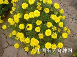太空多花万寿菊 株高30 35cm 冠幅自然分株成球形 单株开花100 200朵 连续开花 花黄色 花期5 6个月 花朵直径3 5cm 极适花坛盆栽 plants pics breeds