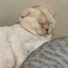 pin by malena on 2 cute 4 me cute animals cats dog cat