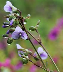 Image result for Murdannia simplex