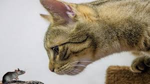 Tuliskan kalimat yang diucapkan kucing kepada tikus! Cerita Fabel Kucing Dan Tikus Beserta Ulasan Menariknya 2021 Poskata