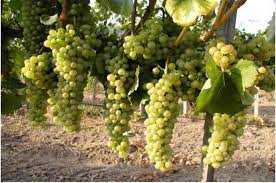 Spam misclassified duplicat expirat ofensator. Vand Struguri 2 Lei Kg Tel Vin De Dragasani Facebook