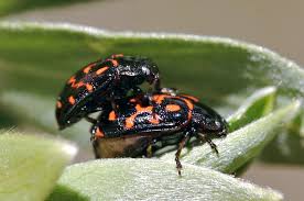 Image result for Kyllingiella microcephala