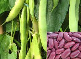 The name navy bean refers to the fact that dried beans have. Growing Red Kidney Beans Information Asia Farming