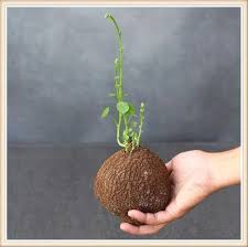 Image result for Salacia erecta