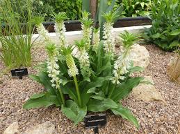 Image result for Eucomis autumnalis