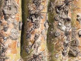 También hay algunos cactus de crecimiento rápido que en menos de diez años podrían llegar al techo de tu casa. Detalle Del Saguaro Cactus Que Crece En El Desierto De Sonora En Arizona Un Clima Calido Y Seco Saguaro Cactus Es El Cactus Mas Grande En El Mundo Que Sobreviven Con Menos