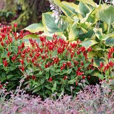 Image result for Spigelia