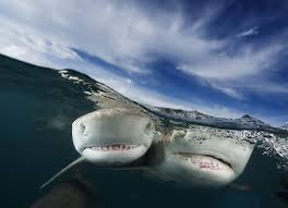 Daily Dozen Photos National Geographic Your Shot National Geographic Photography Life Under The Sea Deep Sea Creatures