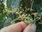 Image result for Cissus petiolata