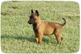 This does not include shipping or any additional charges. Belgian Malinois Puppies For Adoptionpet Photos Gallery Puppies Pet Photos Gallery Ly8o3qy8av