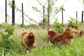 Well you're in luck, because here they come. Organic Vs Free Range Eggs 5 Differences 2020 Update