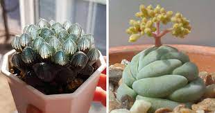 If you have succulent plants too, please bear in mind that succulents may. 30 Types Of Succulents That Look Like Something Out Of This World Bored Panda