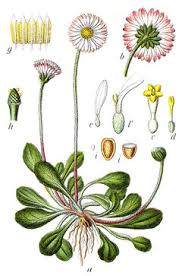 The double daisy, a garden variety of one of our commonest wild plants, was cultivated in elizabethan gardens side by side with double forms of the native buttercup. Bellis Perennis Daisy Lawndaisy English Daisy Pfaf Plant Database
