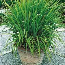 Lemon Grass For Mosquito Repellent Potted Plant Arrangement Mosquito Repelling Plants Plants Lemongrass Plant