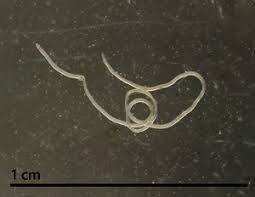 Horsehair yarn and woven fabric. Cdc Dpdx Gongylonema Infection