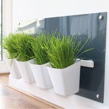How to easily grow cat grass without dirt! Cat Grass Cat Grass Seeds Grow Your Own Ready Grown Cat Grass
