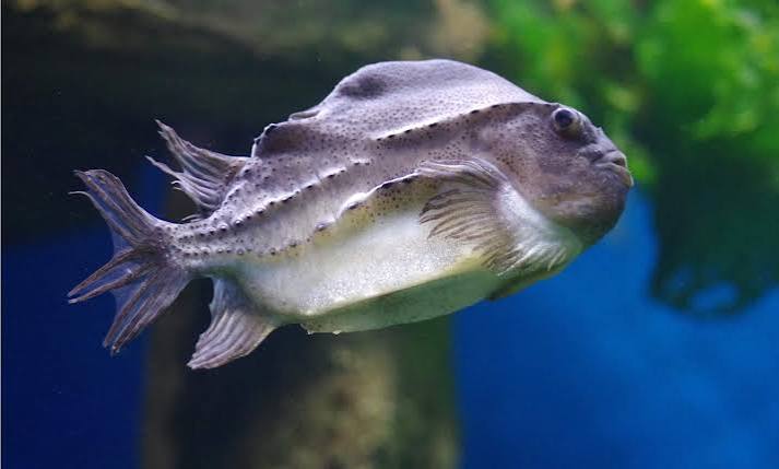 Lumpfish Animal Facts - Cyclopterus lumpus - A-Z Animals