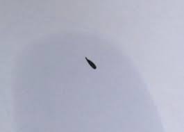 What do i do please? Unknown Parasite What S That Bug