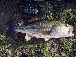 4 5 Lb Largemouth Bass Caught On Big Joshy Swimbaits Minnow Www Bigjoshywimbaits Com Bass Fishing Largemouth Bass Bass