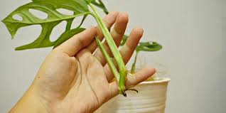 Kementerian pendidikan dan kebudayaan, 2014. Asal Usul Janda Bolong Yang Tengah Jadi Buruan Banyak Orang Halaman All Kompas Com